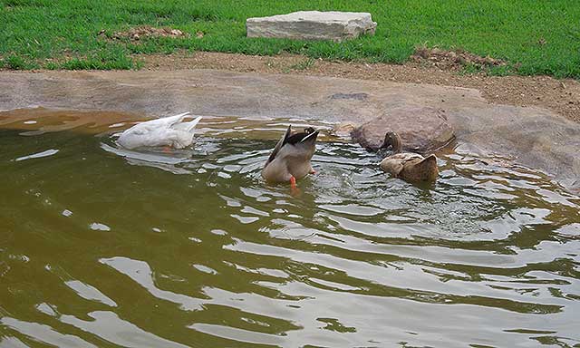 Duck butts