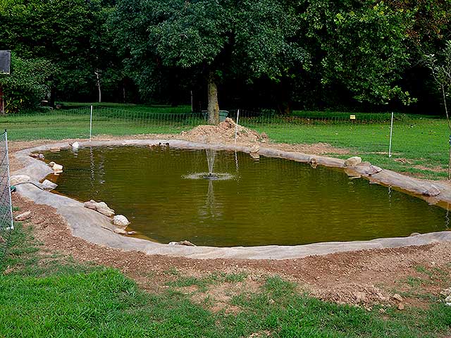 Entire pond