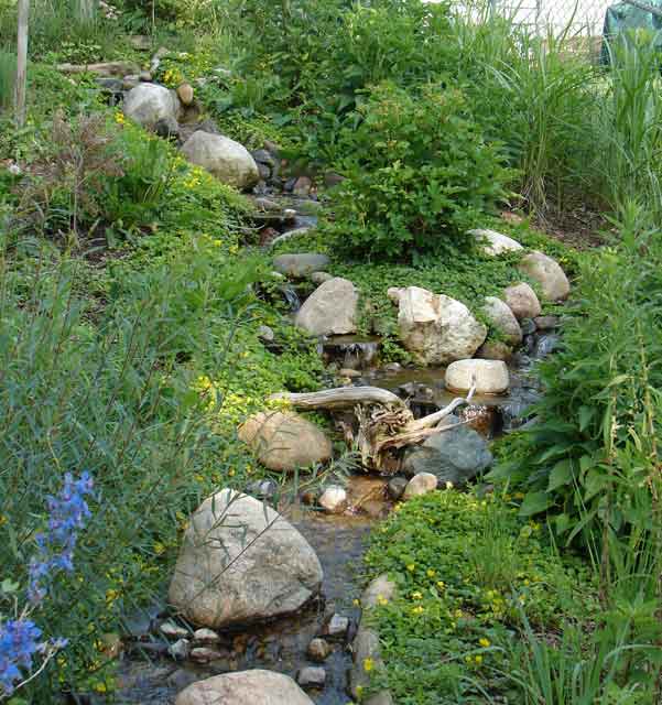 Plants hiding stream edge