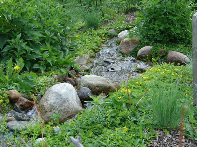 Stream side plantings