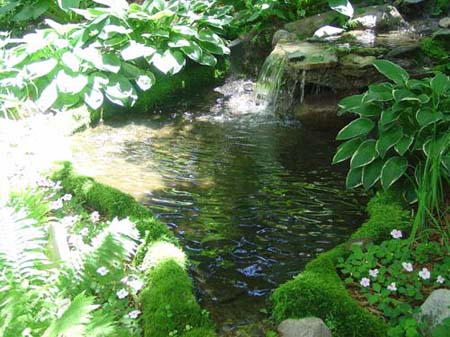 moss growing on pond's edge